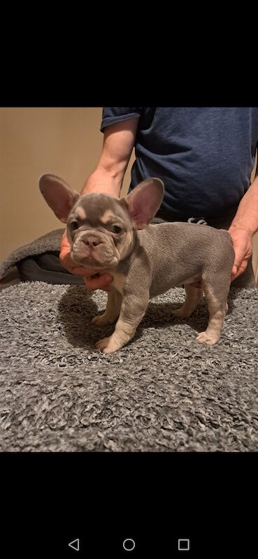 French bulldog puppies for sale! Good quality, nice character and excellent price - £800!!! for sale in CR7 8AQ - Image 6