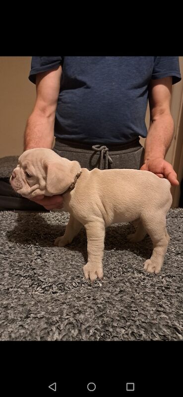 French bulldog puppies for sale! Good quality, nice character and excellent price - £800!!! for sale in CR7 8AQ - Image 7