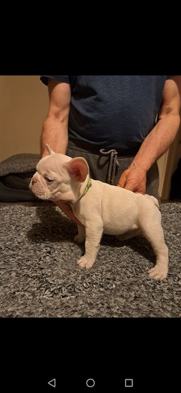 French bulldog puppies for sale! Good quality, nice character and excellent price - £800!!! for sale in CR7 8AQ - Image 8