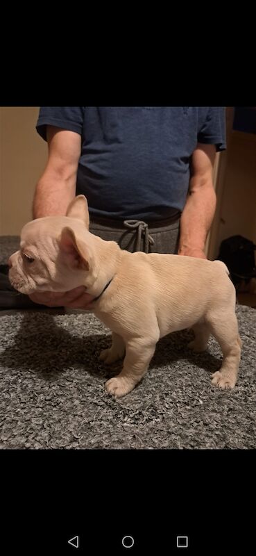 French bulldog puppies for sale! Good quality, nice character and excellent price - £800!!! for sale in CR7 8AQ - Image 9