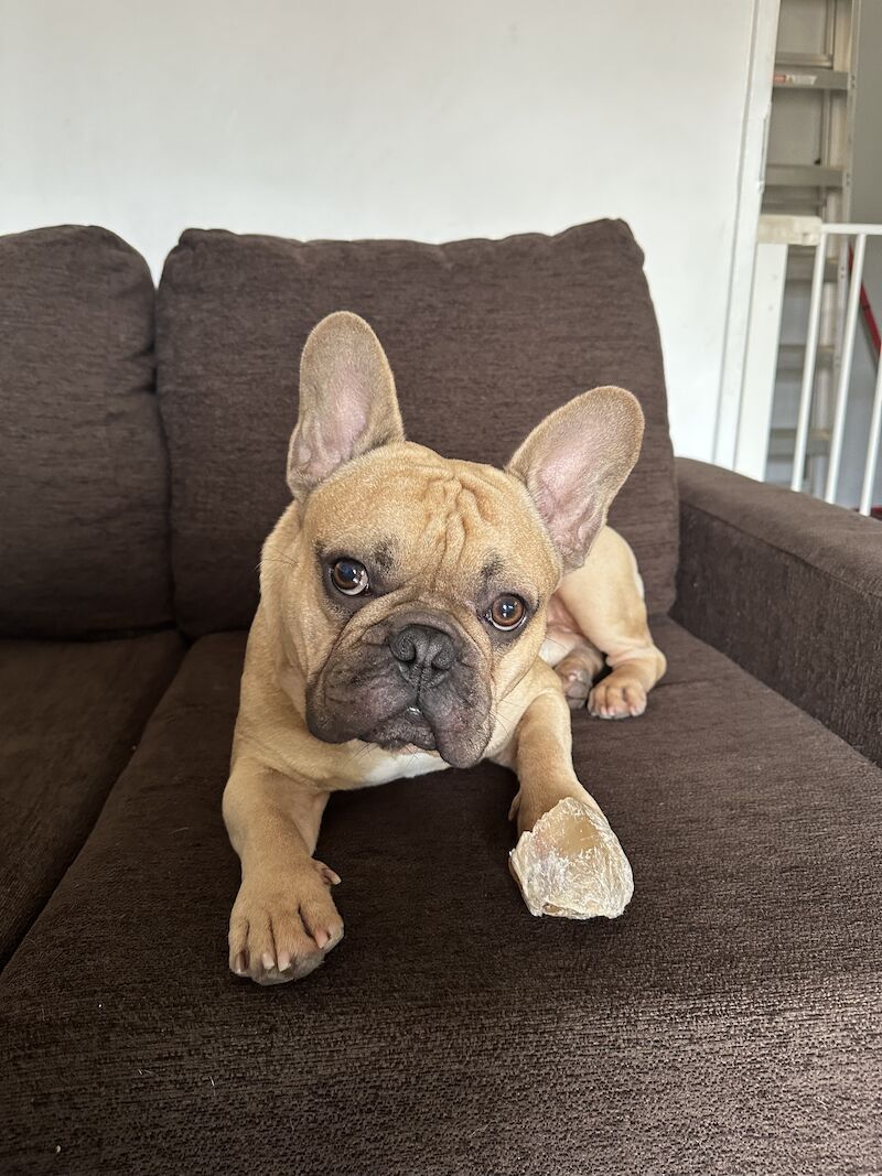 Gorgeous Fawn Frenchie for sale in Abbey Wood, Greenwich, Greater London - Image 1