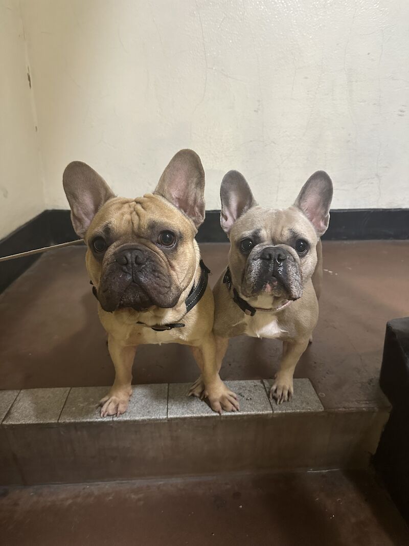 Gorgeous Fawn Frenchie for sale in Abbey Wood, Greenwich, Greater London - Image 4