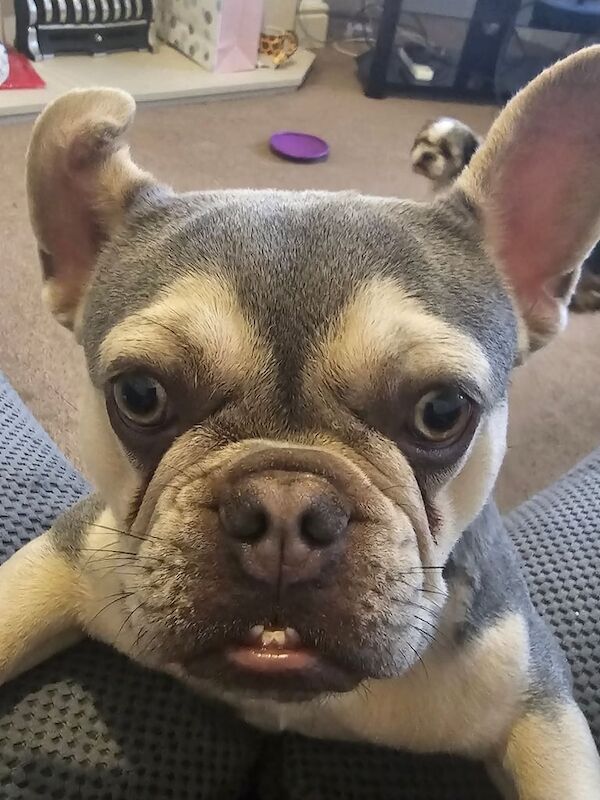 Gorgeous female frenchie for sale in Chadderton, Greater Manchester - Image 2