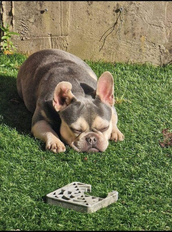 Gorgeous female frenchie for sale in Chadderton, Greater Manchester - Image 3