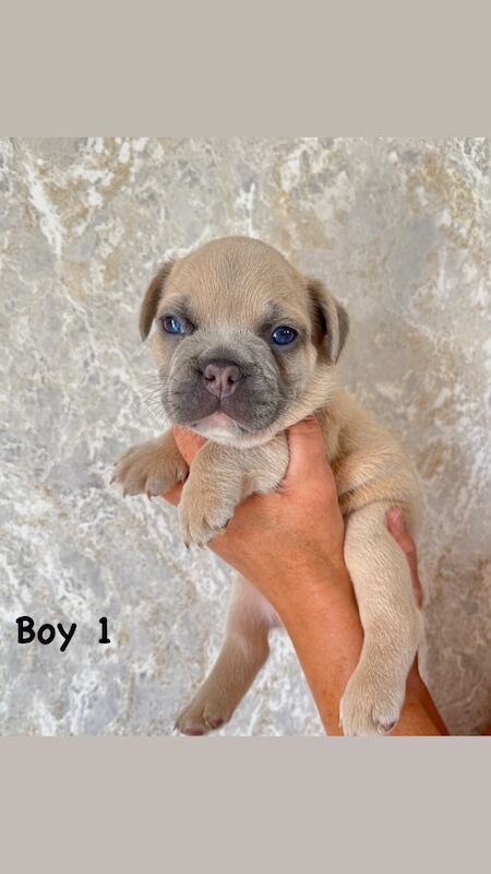 Gorgeous fluffy frenchies looking for their new home! for sale in Swansea/Abertawe, Swansea