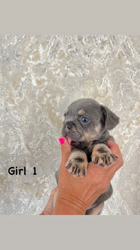 Gorgeous fluffy frenchies looking for their new home! for sale in Swansea/Abertawe, Swansea - Image 2