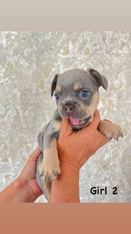 Gorgeous fluffy frenchies looking for their new home! for sale in Swansea/Abertawe, Swansea - Image 3