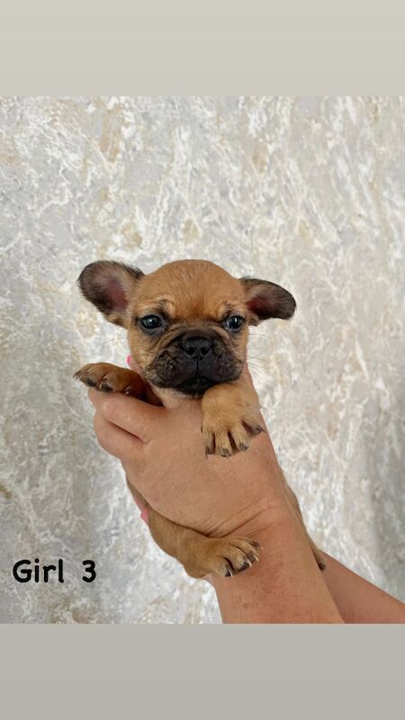 Gorgeous fluffy frenchies looking for their new home! for sale in Swansea/Abertawe, Swansea - Image 4