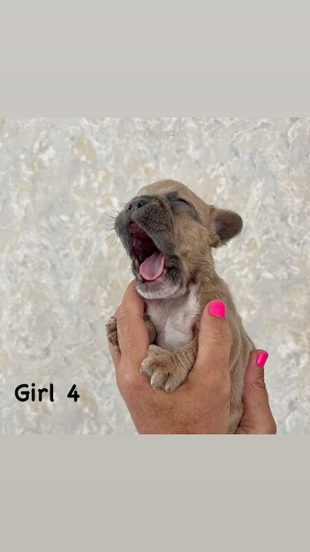 Gorgeous fluffy frenchies looking for their new home! for sale in Swansea/Abertawe, Swansea - Image 5