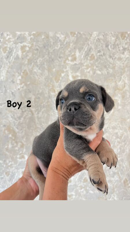 Gorgeous fluffy frenchies looking for their new home! for sale in Swansea/Abertawe, Swansea - Image 6