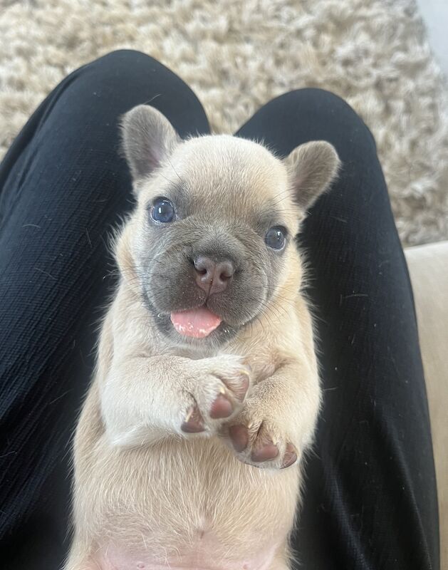 Gorgeous fluffy frenchies looking for their new home! for sale in Swansea/Abertawe, Swansea - Image 7