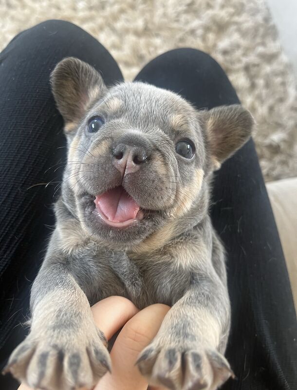 Gorgeous fluffy frenchies looking for their new home! for sale in Swansea/Abertawe, Swansea - Image 8