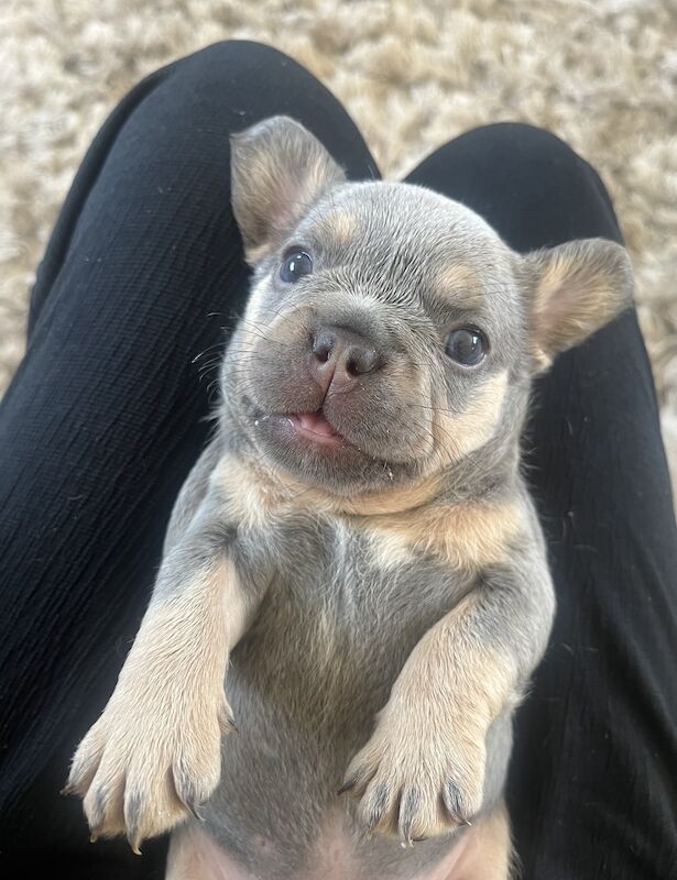 Gorgeous fluffy frenchies looking for their new home! for sale in Swansea/Abertawe, Swansea - Image 9