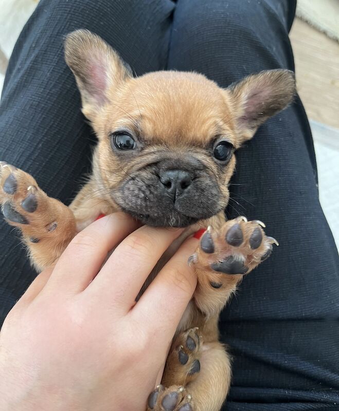 Gorgeous fluffy frenchies looking for their new home! for sale in Swansea/Abertawe, Swansea - Image 10