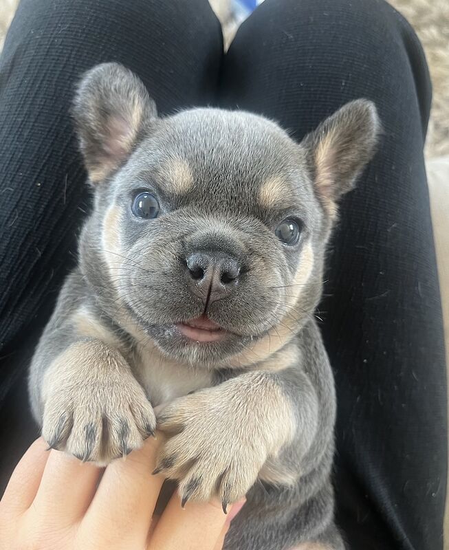 Gorgeous fluffy frenchies looking for their new home! for sale in Swansea/Abertawe, Swansea - Image 11