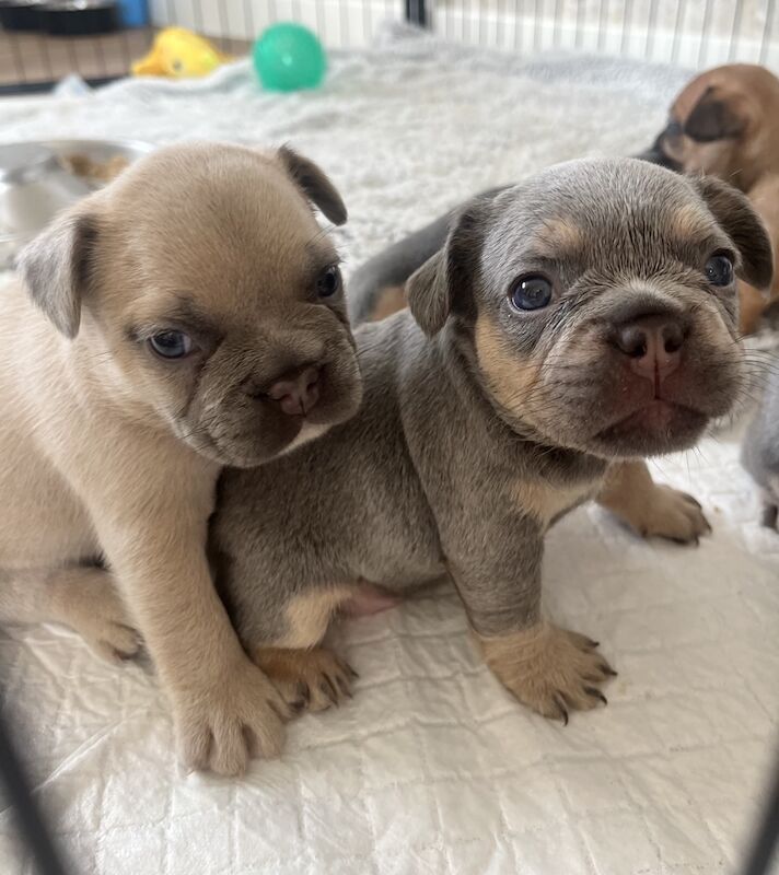 Gorgeous fluffy frenchies looking for their new home! for sale in Swansea/Abertawe, Swansea - Image 12