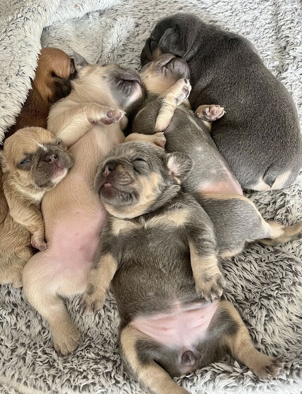 Gorgeous fluffy frenchies looking for their new home! for sale in Swansea/Abertawe, Swansea - Image 13