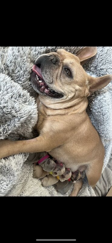 Gorgeous fluffy frenchies looking for their new home! for sale in Swansea/Abertawe, Swansea - Image 14