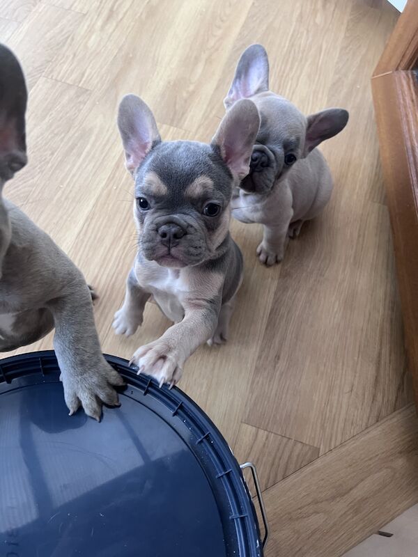 Gorgeous French Bulldog Puppies For Sale in Burntwood, Staffordshire - Image 3