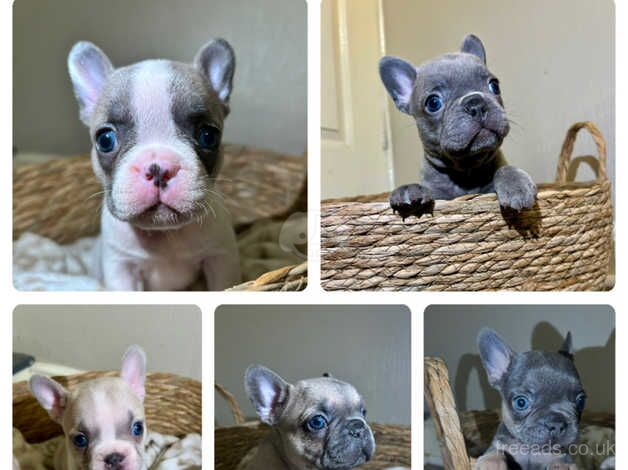 Gorgeous french bulldog puppies for sale in Penrith, Cumbria