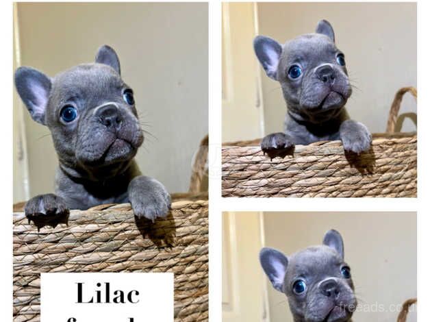 Gorgeous french bulldog puppies for sale in Penrith, Cumbria - Image 2