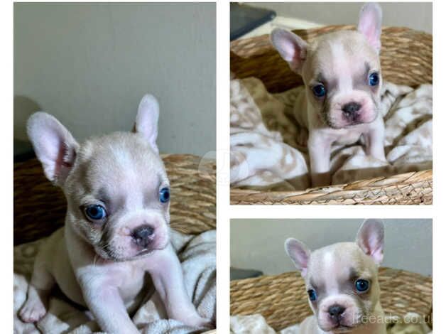 Gorgeous french bulldog puppies for sale in Penrith, Cumbria - Image 3