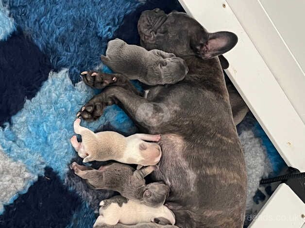 Gorgeous french bulldog puppies for sale in Penrith, Cumbria - Image 4