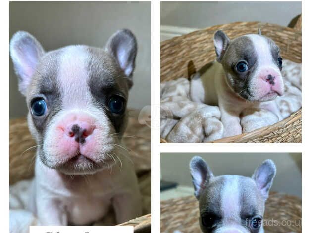 Gorgeous french bulldog puppies for sale in Penrith, Cumbria - Image 5