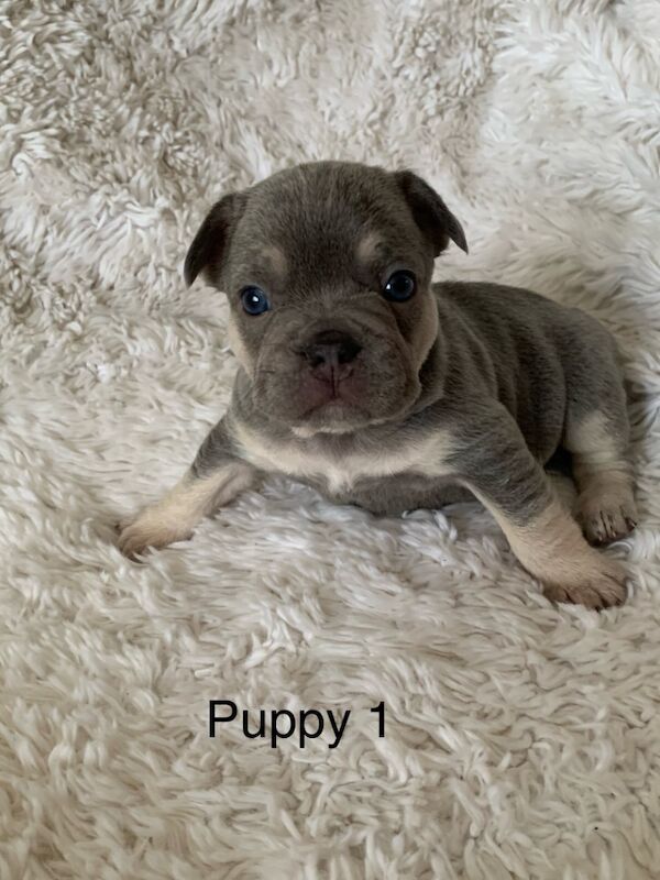 Gorgeous French bulldogs for sale in Nottinghamshire - Image 1