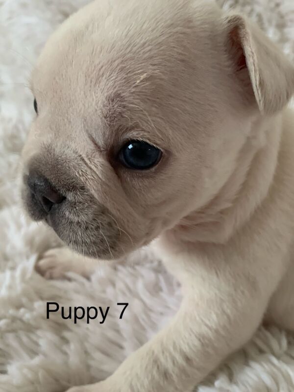 Gorgeous French bulldogs for sale in Nottinghamshire - Image 2