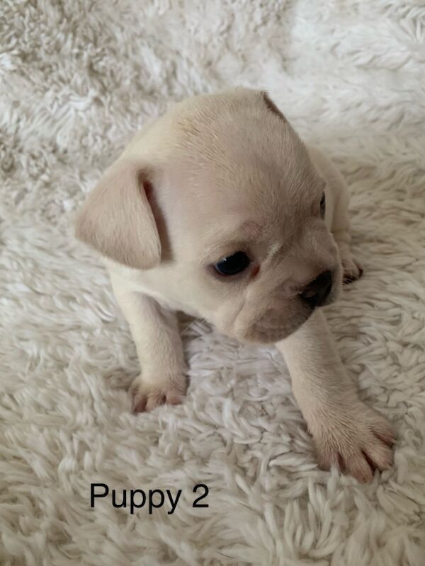 Gorgeous French bulldogs for sale in Nottinghamshire - Image 3