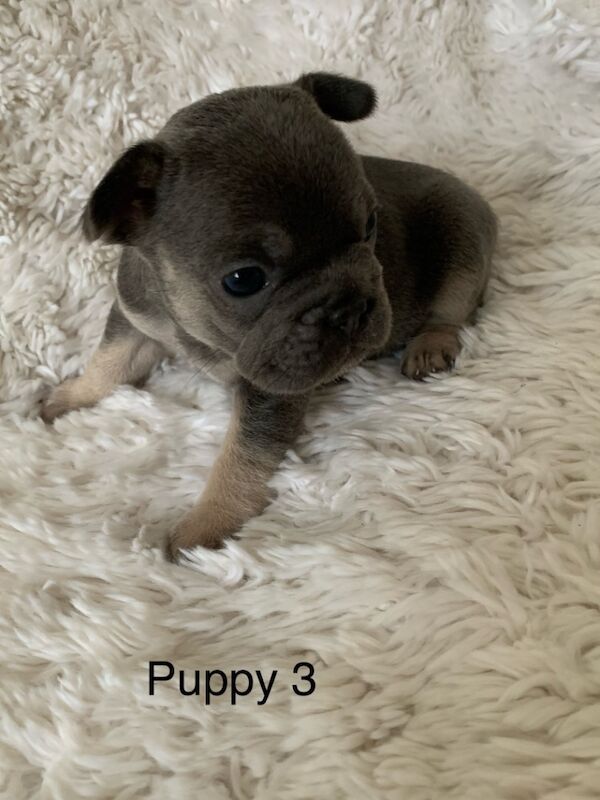 Gorgeous French bulldogs for sale in Nottinghamshire - Image 4