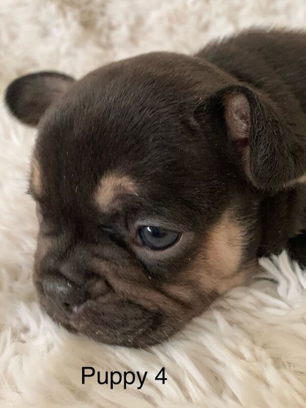 Gorgeous French bulldogs for sale in Nottinghamshire - Image 5