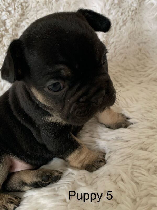 Gorgeous French bulldogs for sale in Nottinghamshire - Image 6