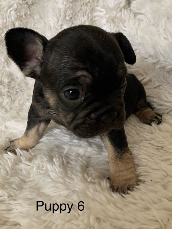 Gorgeous French bulldogs for sale in Nottinghamshire - Image 7