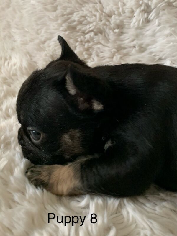 Gorgeous French bulldogs for sale in Nottinghamshire - Image 8