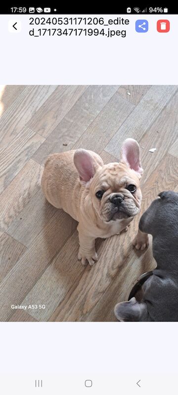 Gorgeous frenchie puppies for sale in Salford, Greater Manchester - Image 1