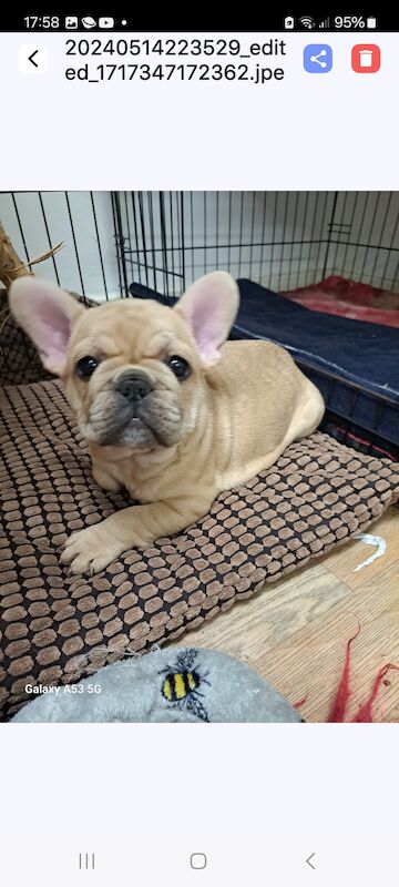 Gorgeous frenchie puppies for sale in Salford, Greater Manchester - Image 2