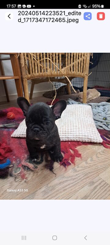 Gorgeous frenchie puppies for sale in Salford, Greater Manchester - Image 3