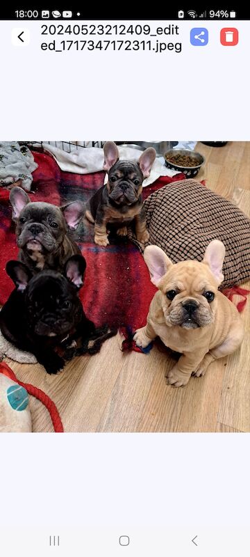 Gorgeous frenchie puppies for sale in Salford, Greater Manchester - Image 4