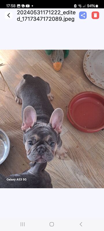 Gorgeous frenchie puppies for sale in Salford, Greater Manchester - Image 5