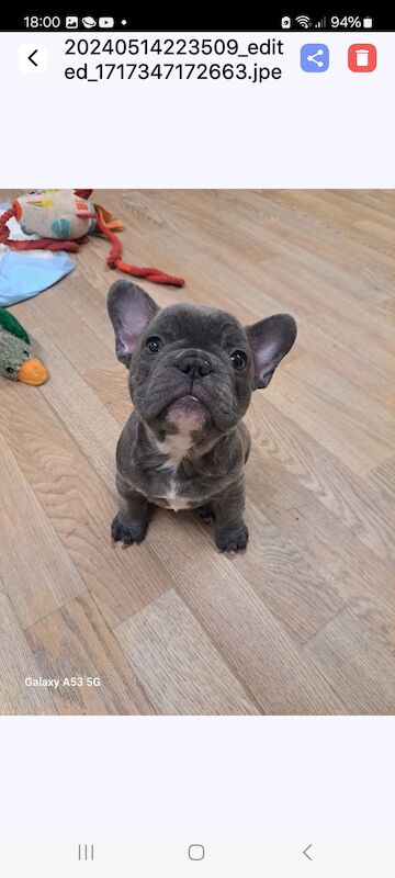 Gorgeous frenchie puppies for sale in Salford, Greater Manchester - Image 6