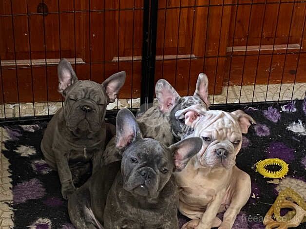 Gorgeous mixed litter of KC registered French Bulldogs for sale in Harlow, Essex