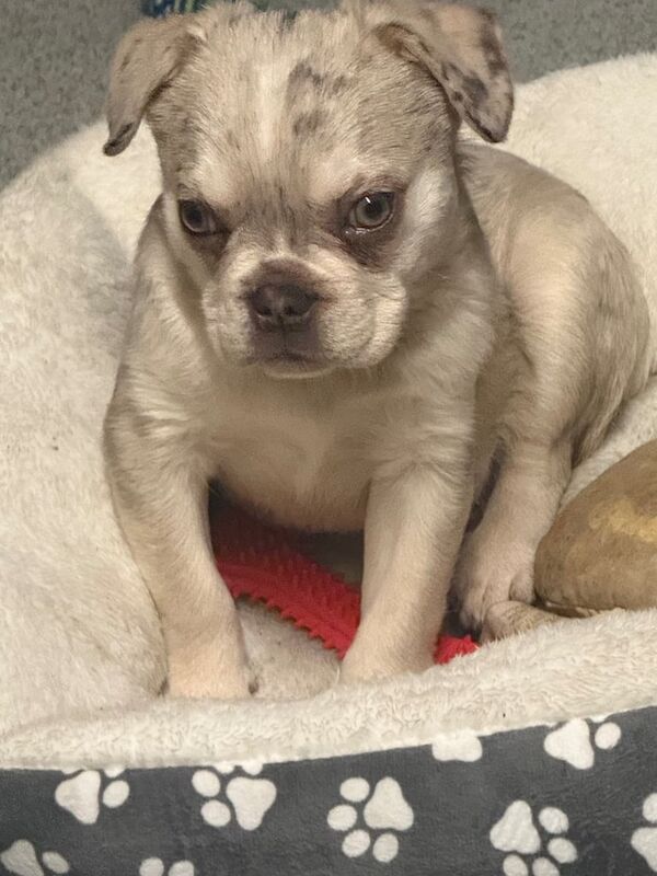 Grey Merle fluffy carrying French bullsog for sale in Tingley, West Yorkshire