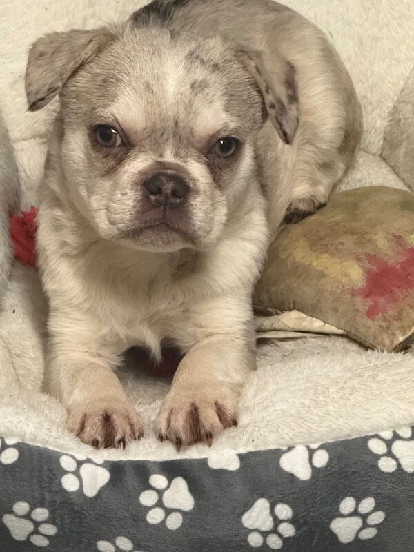 Grey Merle fluffy carrying French bullsog for sale in Tingley, West Yorkshire - Image 2