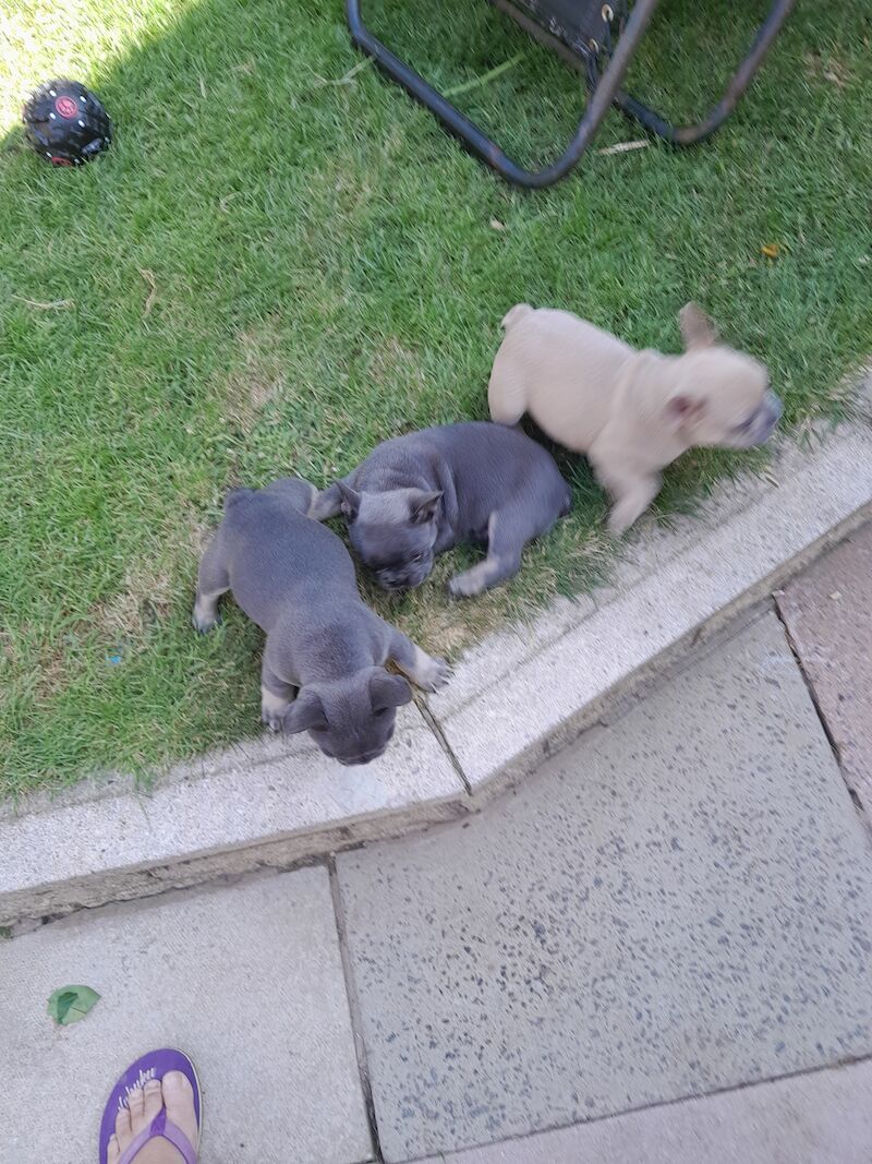 Kc registered puppies for sale discount near me