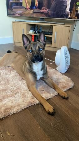 Husky cross Frenchi ready to leave now for sale in Leyland, Lancashire - Image 5