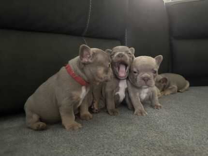 Isabella and tan French bulldog puppies for sale in Liverpool, Merseyside