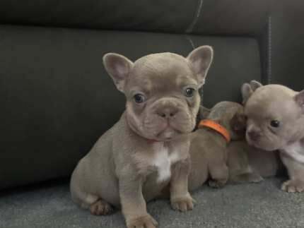 Isabella and tan French bulldog puppies for sale in Liverpool, Merseyside - Image 2