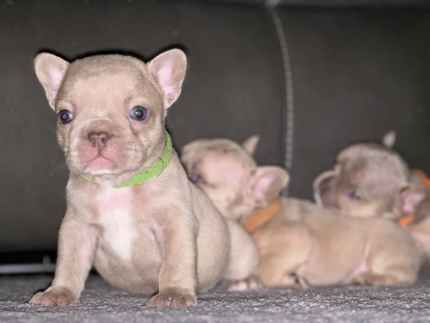 Isabella and tan French bulldog puppies for sale in Liverpool, Merseyside - Image 3